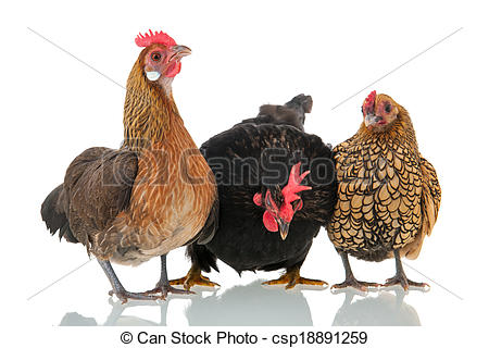 Stock Images of Chickens isolated over white background.