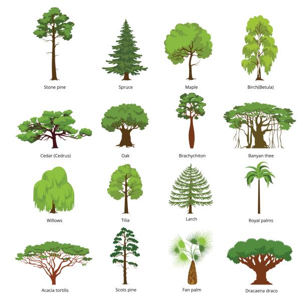 banyan tree clipart 20 free Cliparts | Download images on Clipground 2024