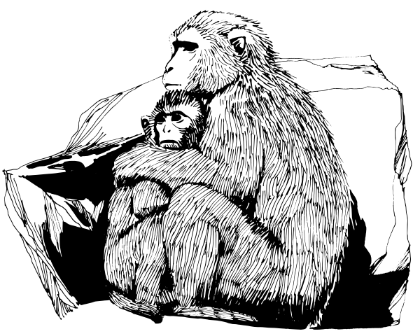 Free Macaque Clipart, 1 page of Public Domain Clip Art.