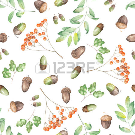 828 Barberry Stock Vector Illustration And Royalty Free Barberry.