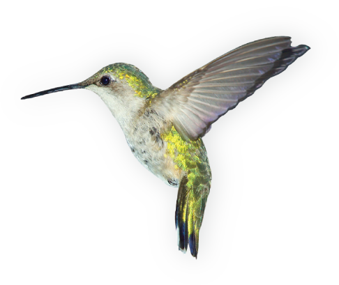 Birds PNG images free download, birds PNG.