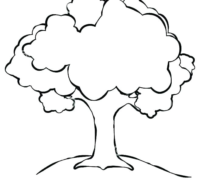Old Oak Tree Drawing.