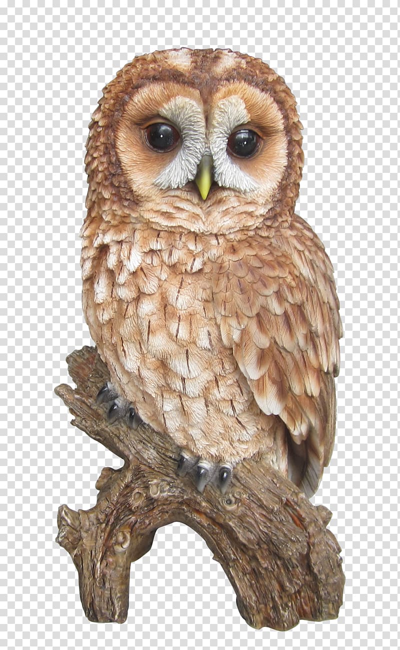 Brown owl illustration, Tawny owl Barn owl Barred Owl , tawny.