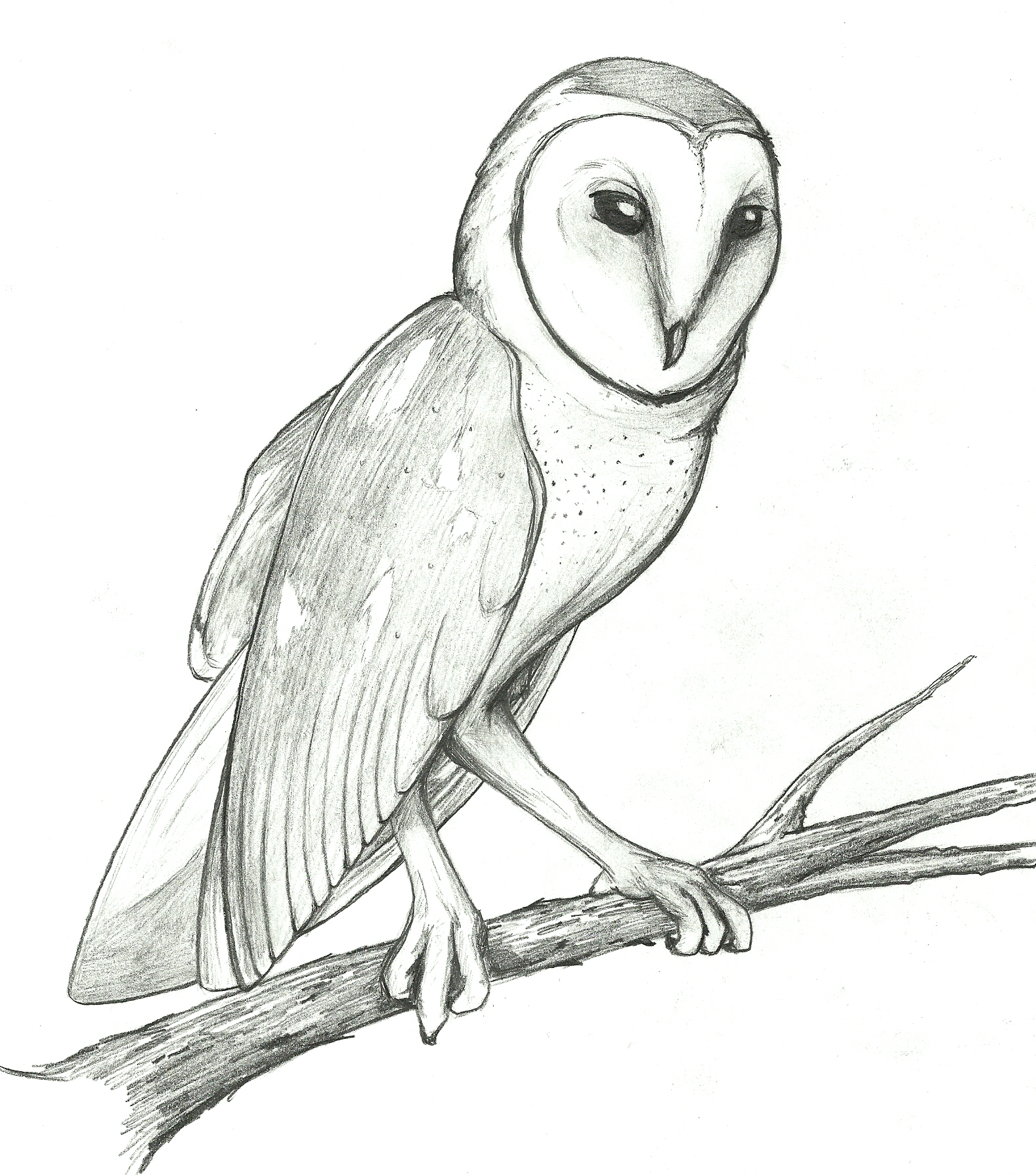 Barn Owl Clipart 20 Free Cliparts Download Images On