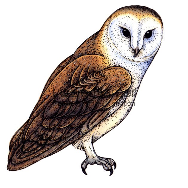 Barn Owl Clipart 20 Free Cliparts Download Images On Clipground 2021