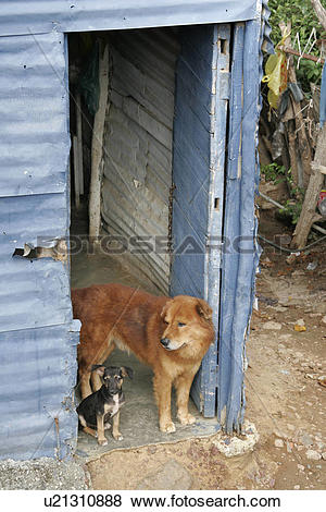 Pictures of america, slum, latin, barquisimeto, dogs, venezuela.