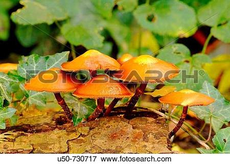 Picture of Pholiota mutabilis, Agaricales, Strophariaceae.