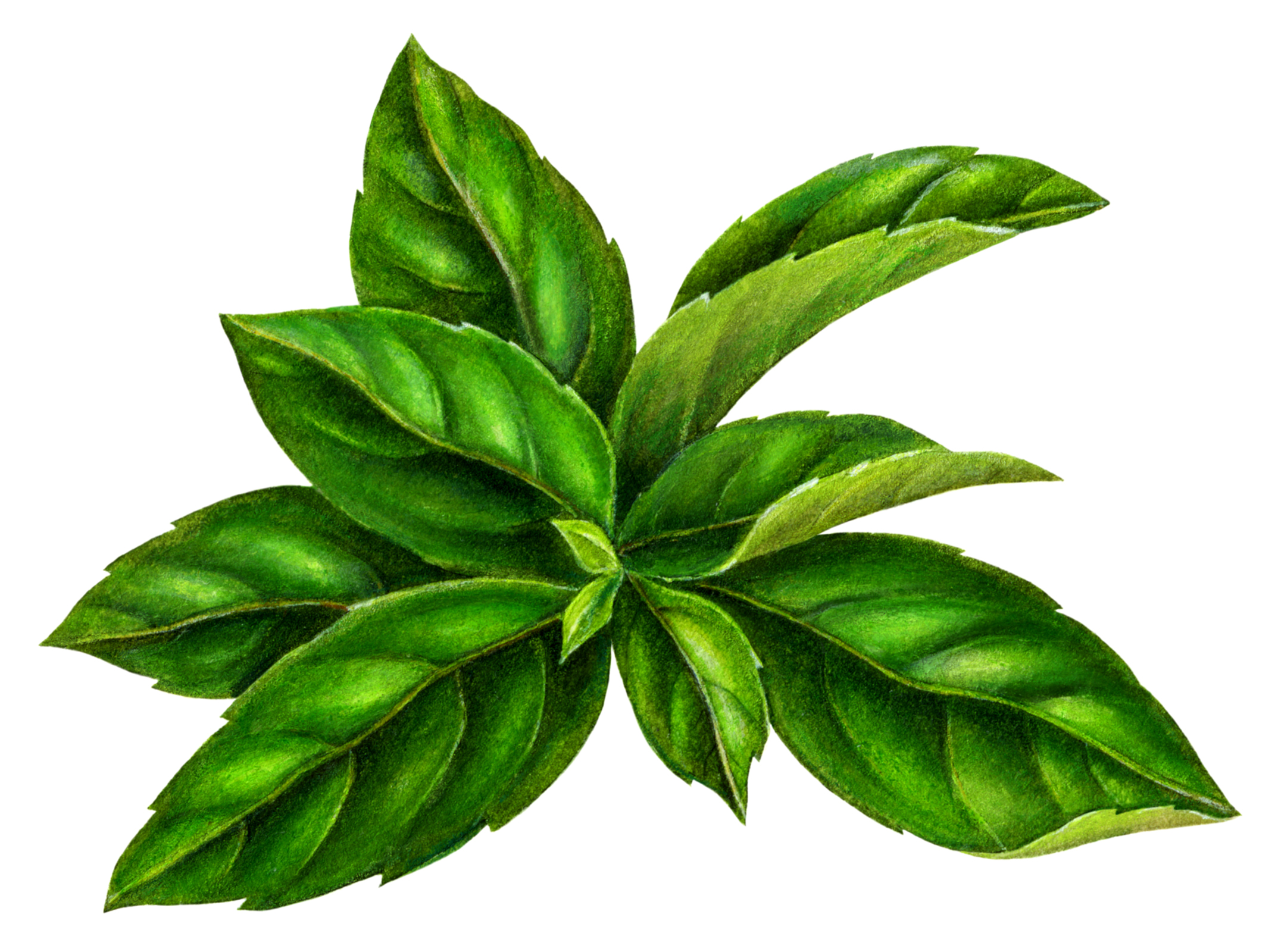 basil clip art 20 free Cliparts | Download images on Clipground 2022