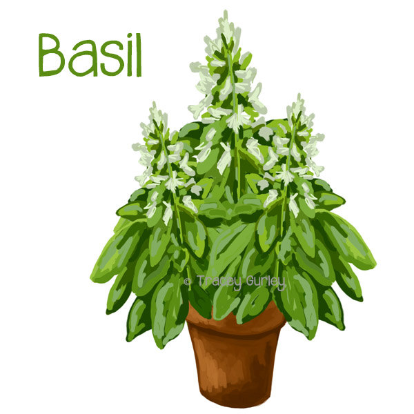 Basil clip art.