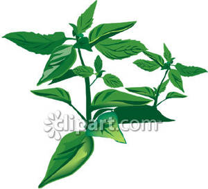 Basil Herb Clipart.