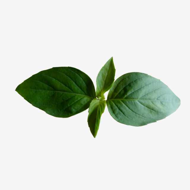 Four Leaves Basil Top Leaves That Use For Food Garnishing, Leaves.