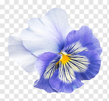 Pansy cutout PNG & clipart images.