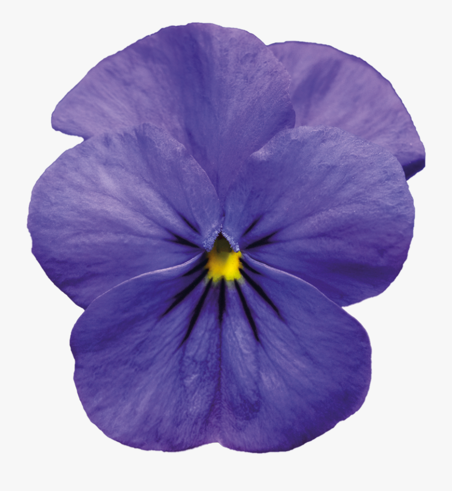 Download Image Violet Transparent Background.