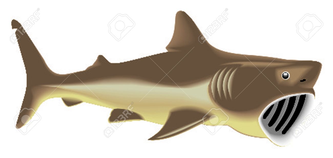 Great Basking Shark Royalty Free Cliparts, Vectors, And Stock.
