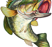 Fish,Bass,Fish,Illustration,Carp,Northern largemouth bass #4447397.