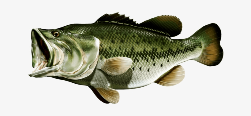 bass-fish-png-20-free-cliparts-download-images-on-clipground-2022