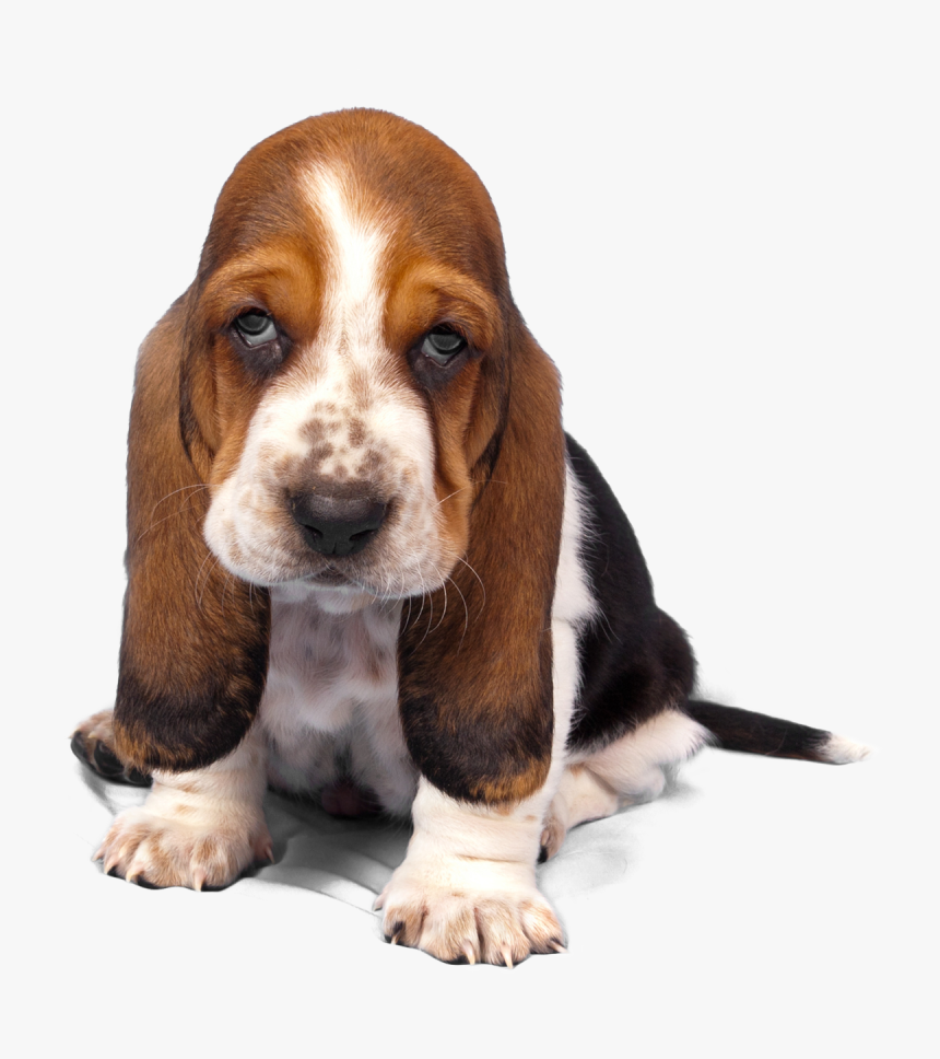 Basset Hound Png Transparent Images.