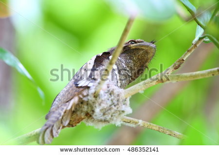 Septimus Stock Photos, Royalty.