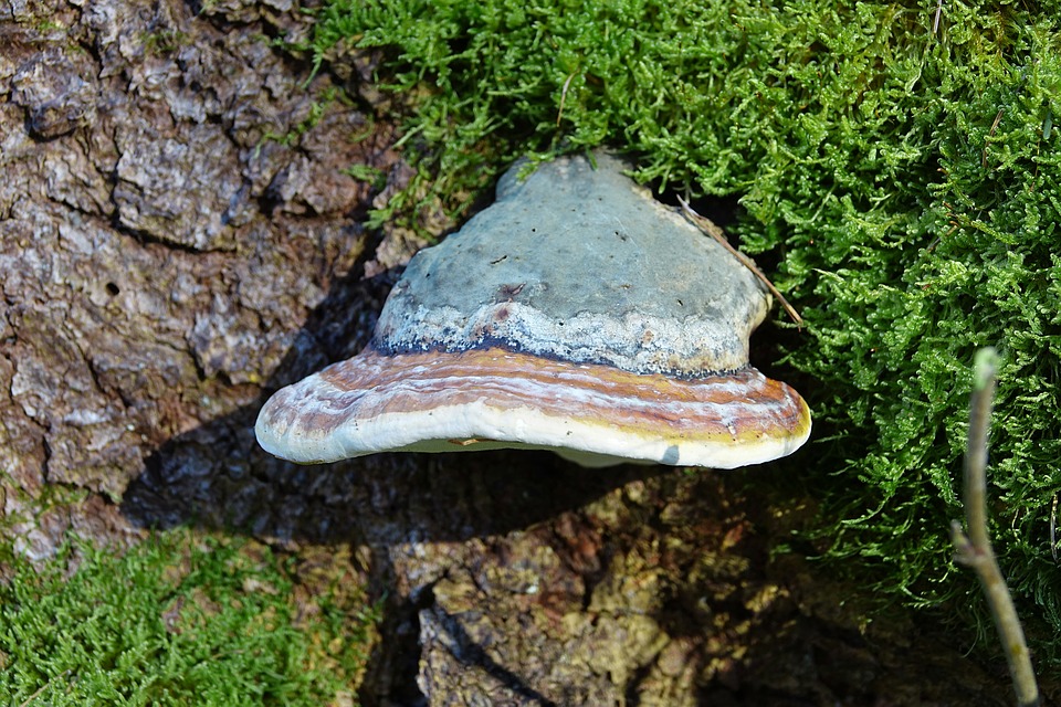 Free photo Log Mushroom Tree Fungus Baumschwamm Nature Forest.