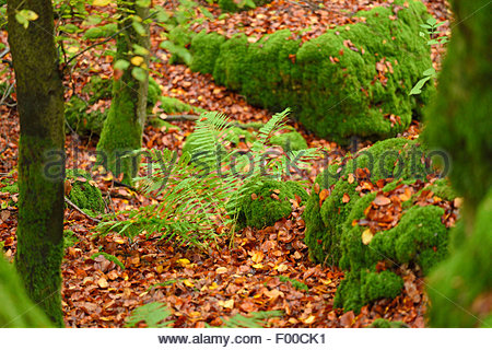 Worm Fern Stock Photos & Worm Fern Stock Images.