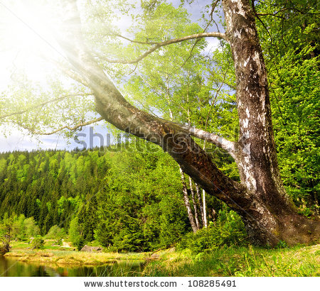 Bavarian Forest National Park Stock Photos, Royalty.