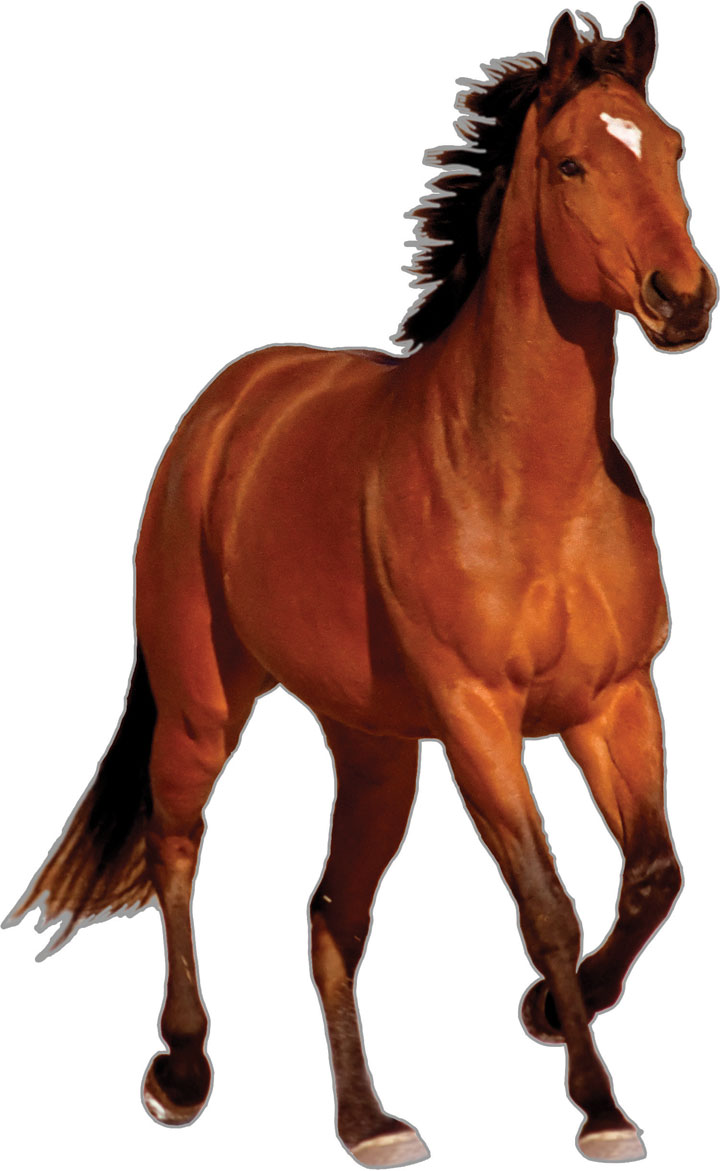 Gallery For > Bay Horse Running Clipart.
