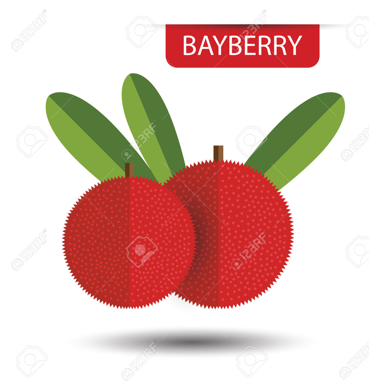 Bayberry Clip Art.