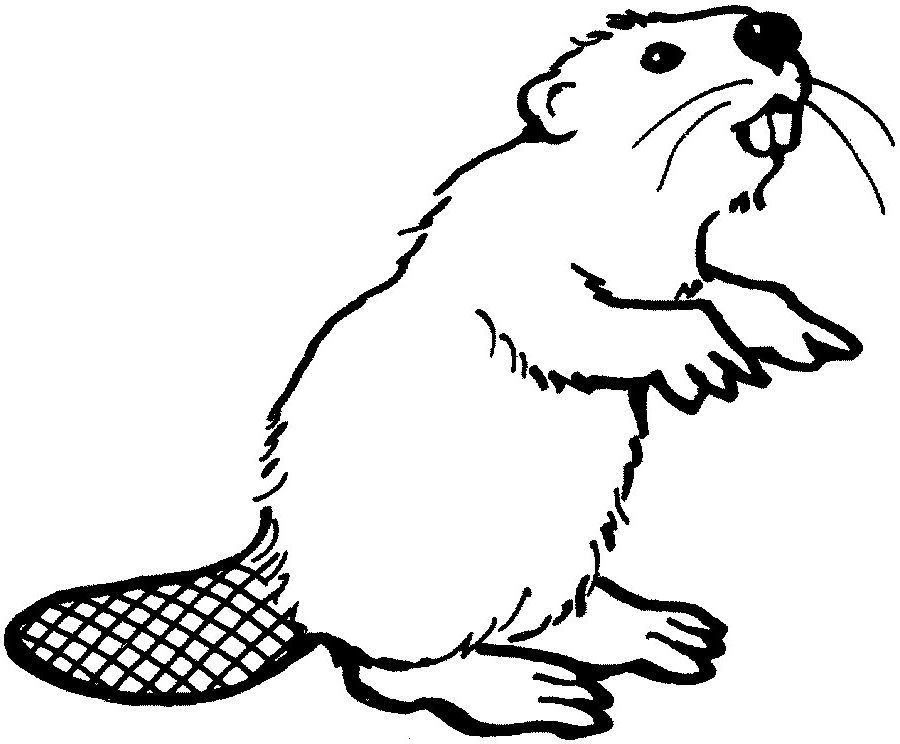 beaver head clipart easy color 13 free Cliparts | Download images on ...