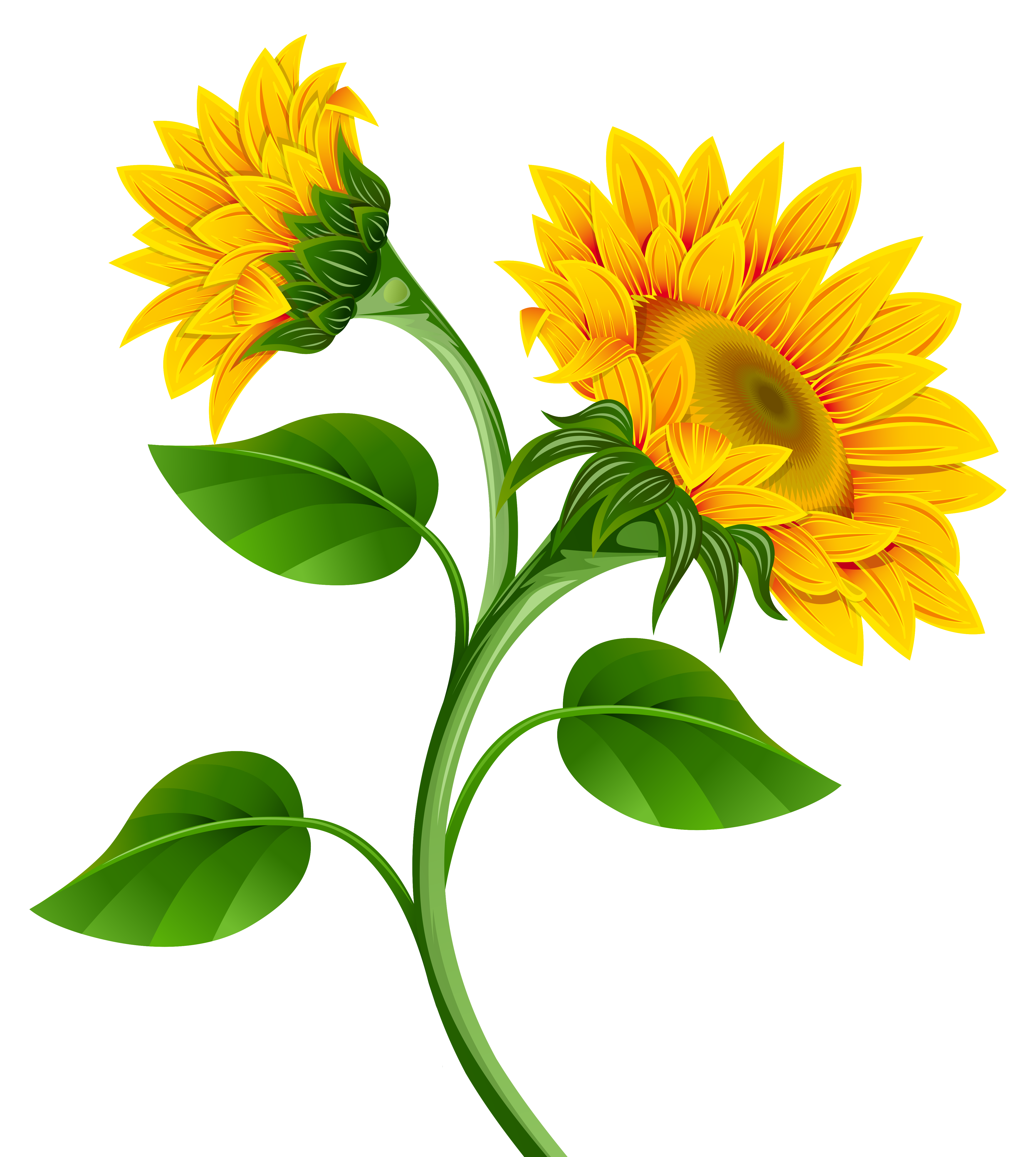 Sunflowers PNG Clipart Image.
