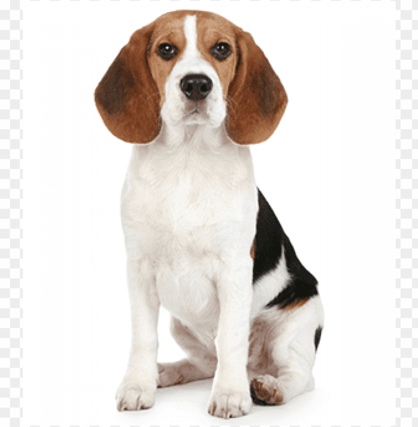 beagle PNG image with transparent background.