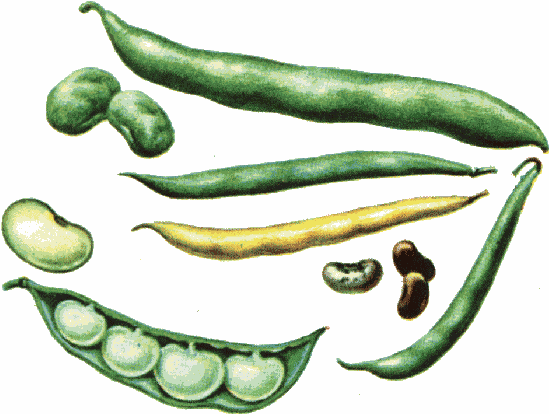 Free Bean Cliparts, Download Free Clip Art, Free Clip Art on.
