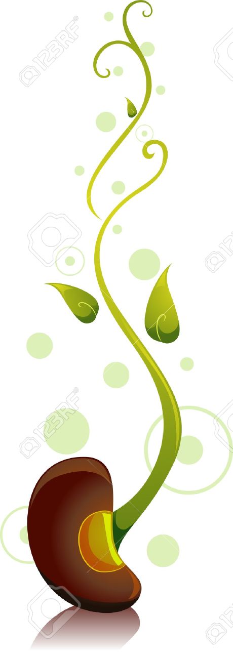 Bean sprout clipart.