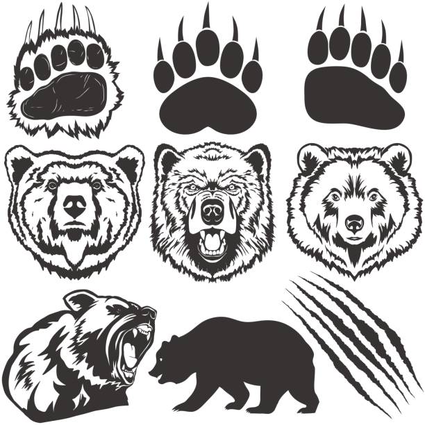 Best Grizzly Bear Illustrations, Royalty.