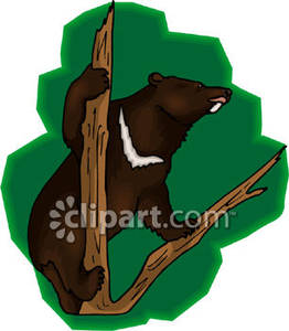 Black Bear In A Tree.