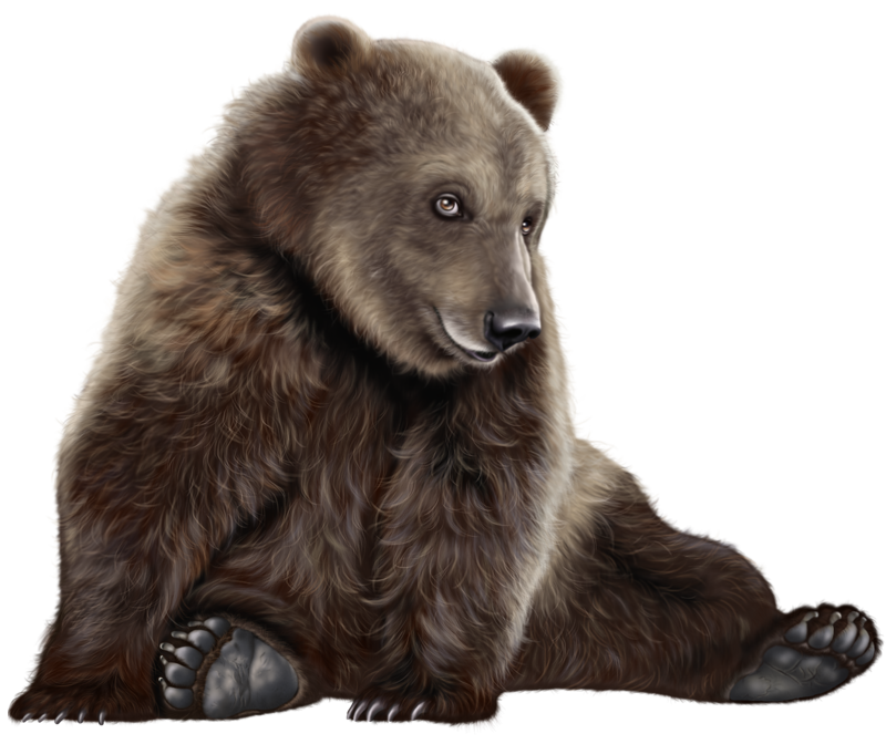 bear png 20 free Cliparts | Download images on Clipground 2021