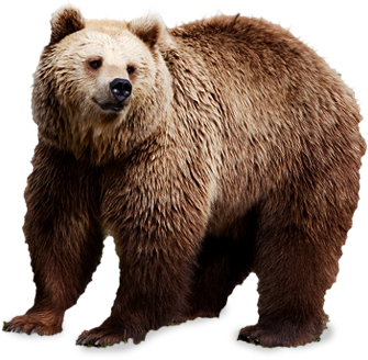 Bear PNG images.