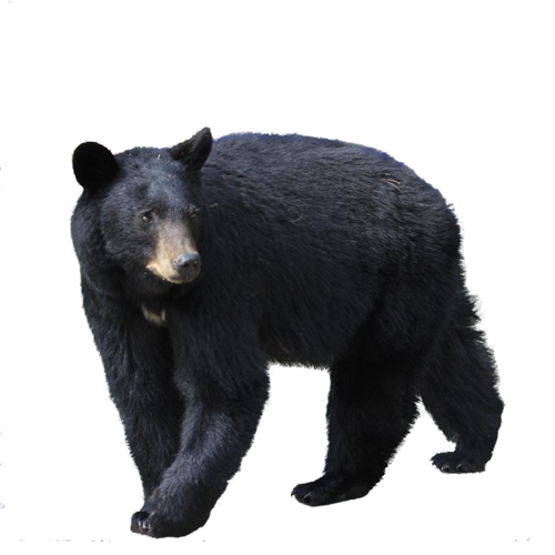 Black Bear PNG Image.