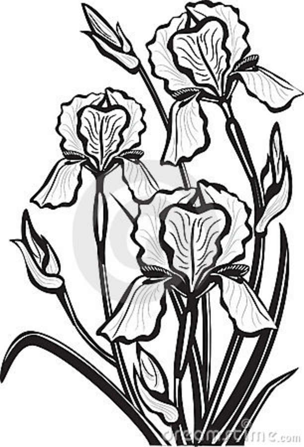 Bearded iris clipart 20 free Cliparts | Download images on Clipground 2021