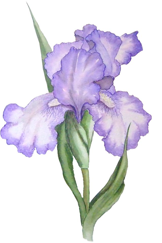 Bearded iris clipart 20 free Cliparts | Download images on ...