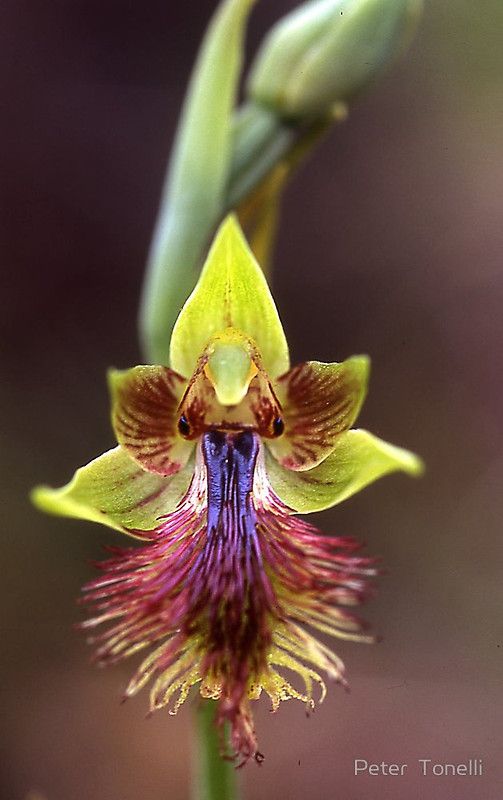1000+ images about Orchids on Pinterest.