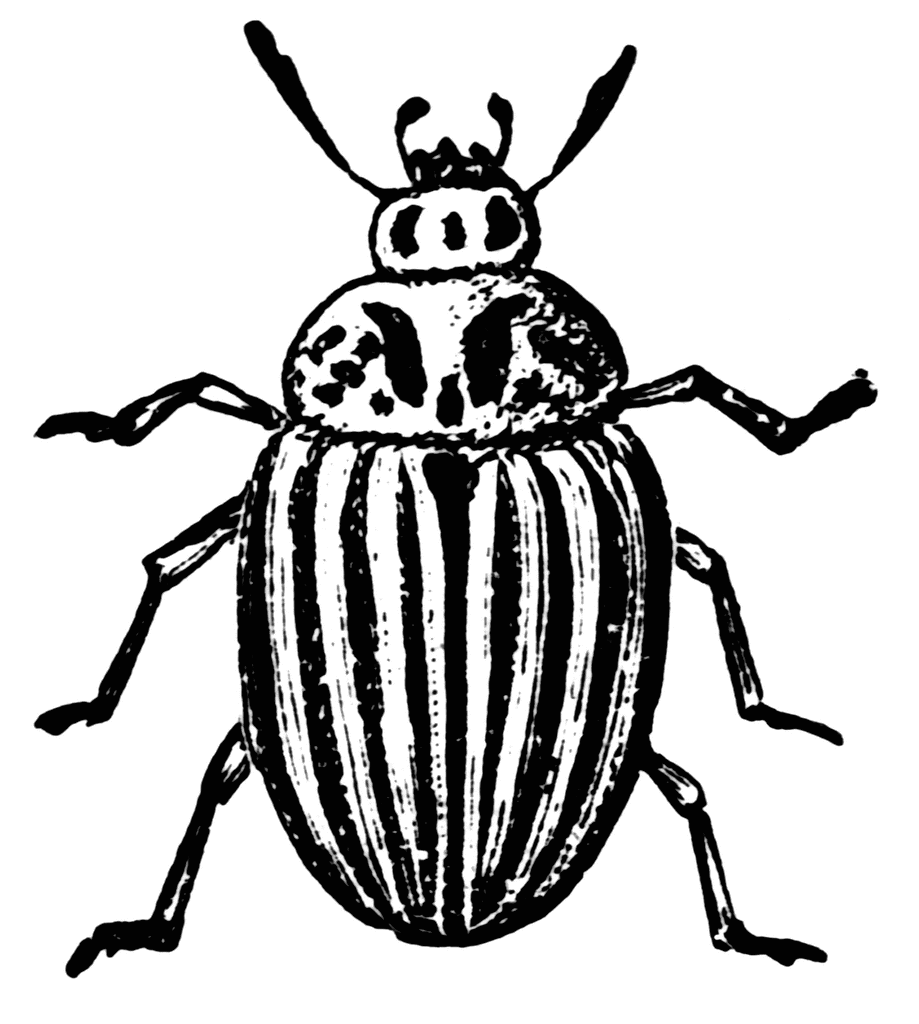 Beetle Clipart.