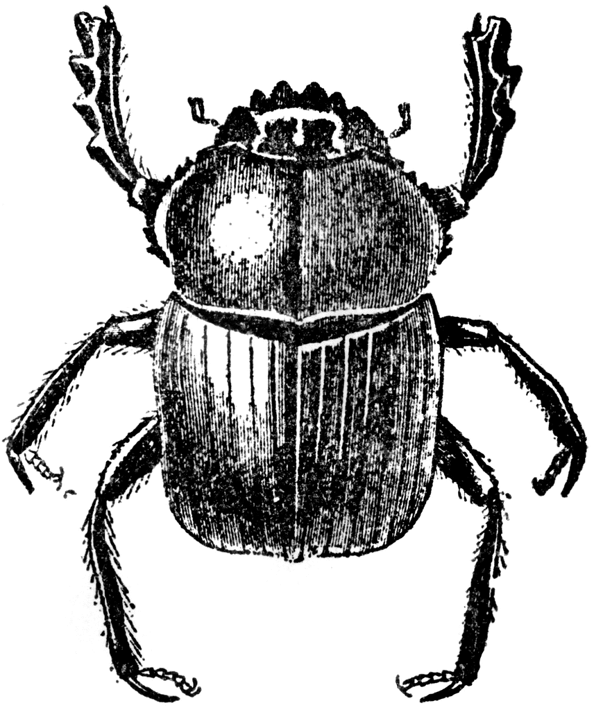 Beetle Clip Art Page 1.
