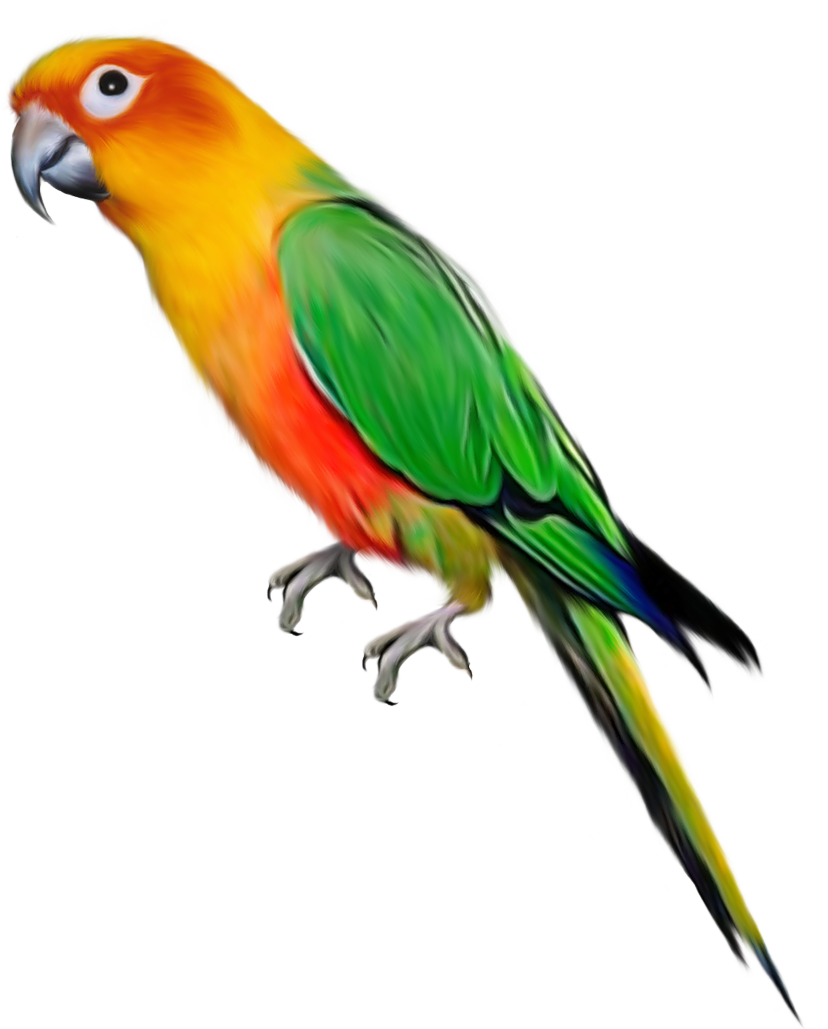 Parrot PNG images, free pictures download.