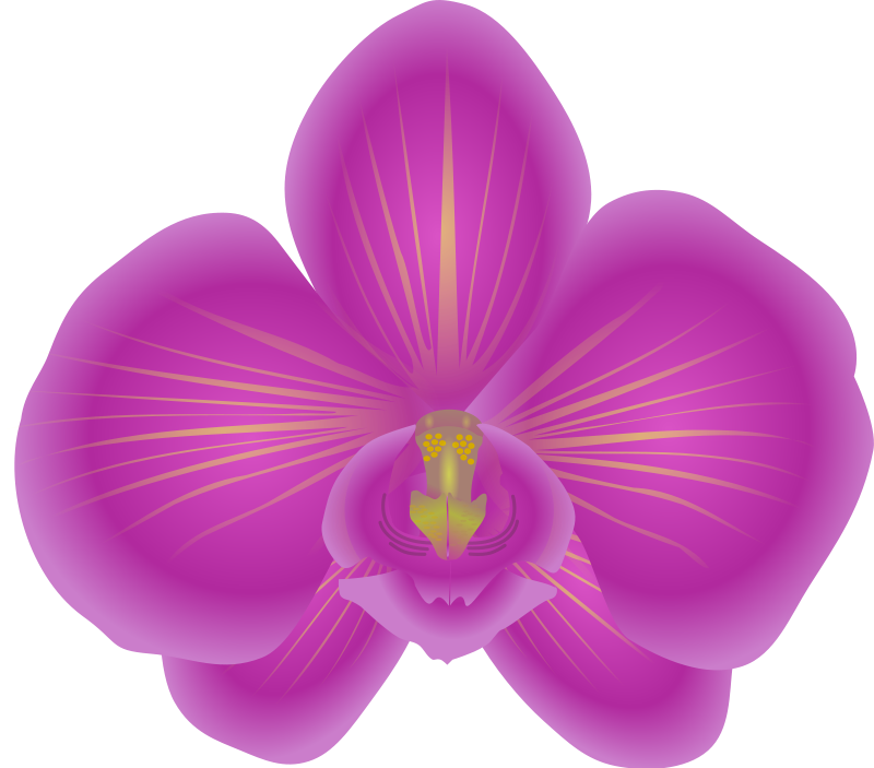 Free to Use & Public Domain Orchid Flower Clip Art.