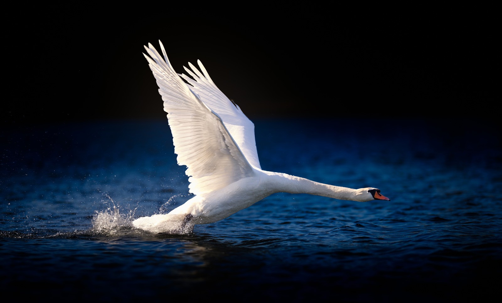 Swan Meaning and Swan Symbolism on Whats.