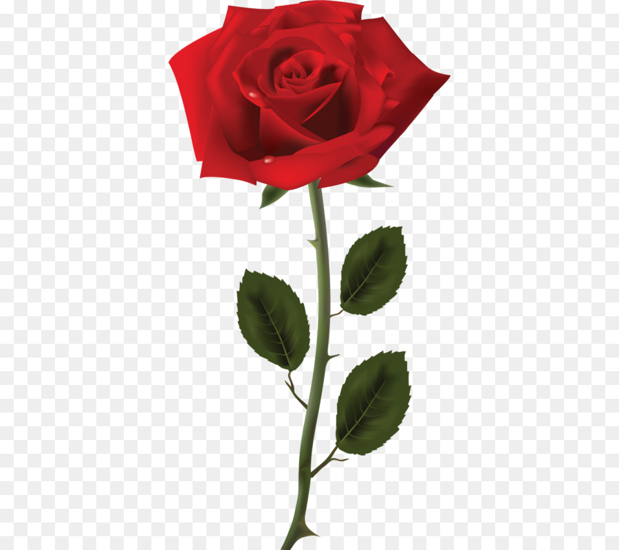 Beauty And The Beast Rose png download.