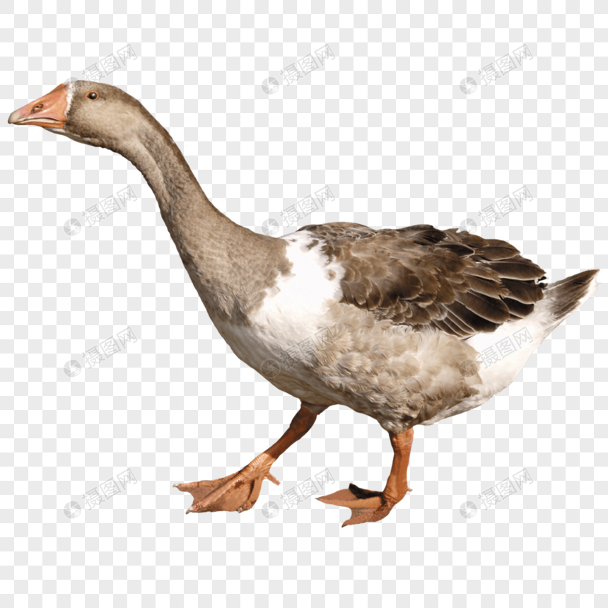 bebek png 20 free Cliparts Download images on Clipground 2021