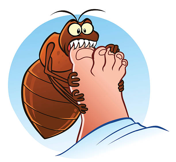 Bed Bugs Clip Art 20 Free Cliparts Download Images On Clipground 2024 1554