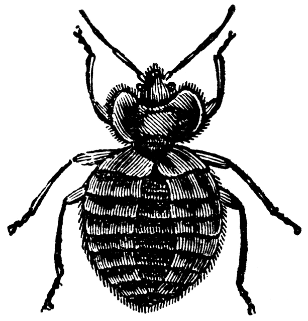 Bedbug (Acanthia Lectularia).