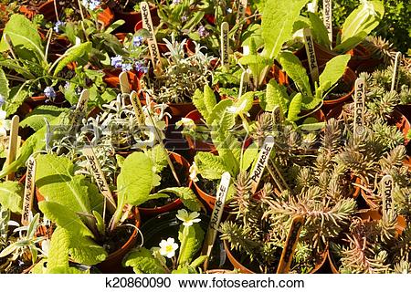 Stock Photography of Bedding plants in rows, small plant pots.